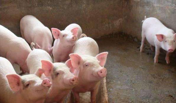 獸用B超機(jī)使用注意事項(xiàng)